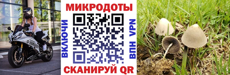 Псилоцибиновые грибы Psilocybe  Купить где  Медногорск 